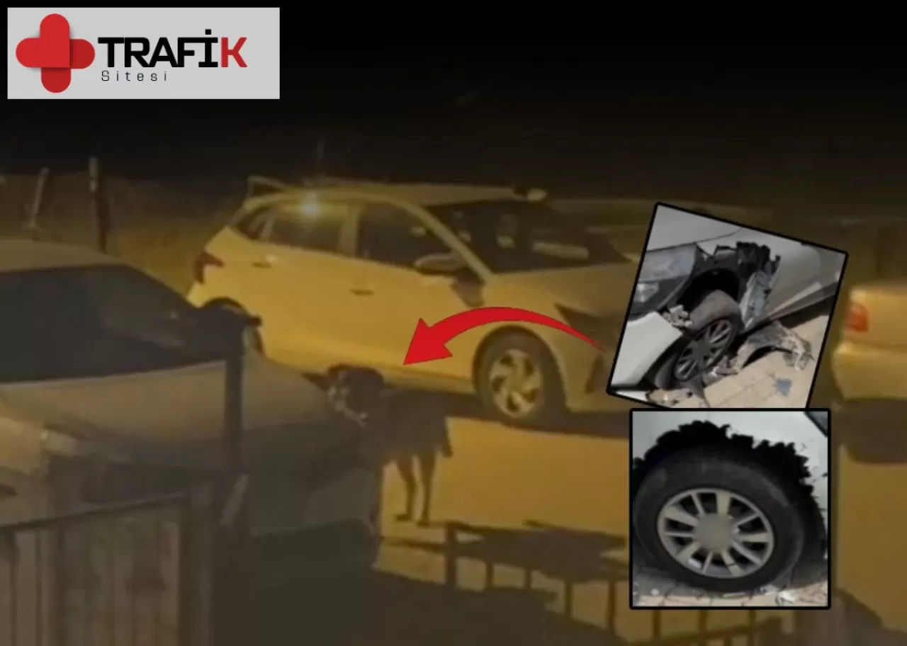 Sokak köpekleri otomobili parçalayarak hasara sebep oldu, araç sahibi belediyeden zararını istiyor