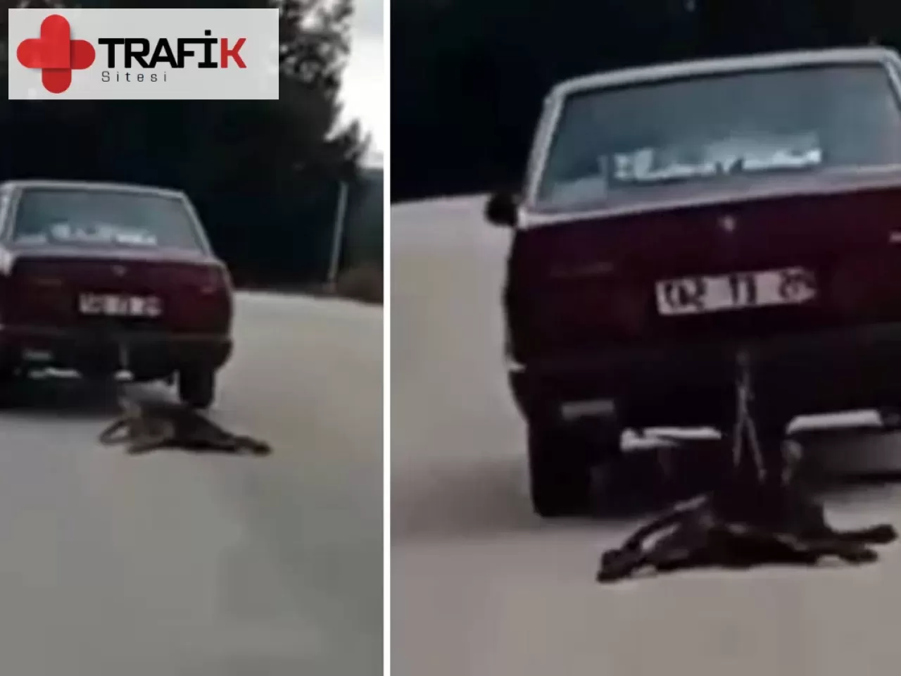 Otomobilin Arkasına Bağladığı Köpeği Sürükleyen Sürücü Hakkında İnceleme Başlatıldı