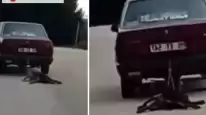 Otomobilin Arkasına Bağladığı Köpeği Sürükleyen Sürücü Hakkında İnceleme Başlatıldı