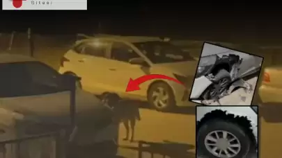 Sokak köpekleri otomobili parçalayarak hasara sebep oldu, araç sahibi belediyeden zararını istiyor