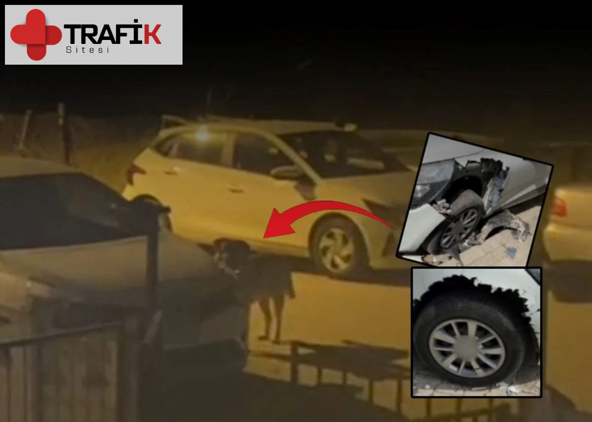 Sokak köpekleri otomobili parçalayarak hasara sebep oldu, araç sahibi belediyeden zararını istiyor
